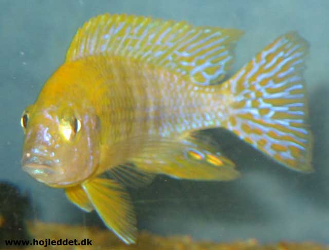 This male is closest to how I think a baenchi should look like, where yellow is the dominant color.
