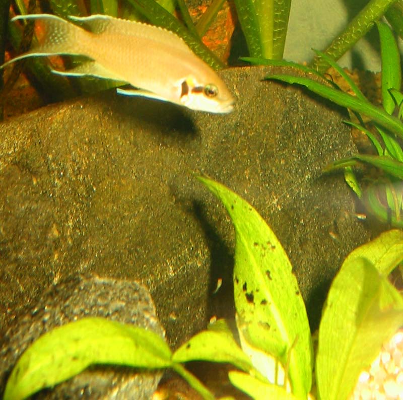 Efter kun godt en måned i akvariet kunne jeg konstatere at mine små prinsesser havde formeret sig.
