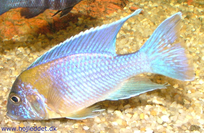 A picture of my male digging in the substrate. Taken with a Fuji S5000.
