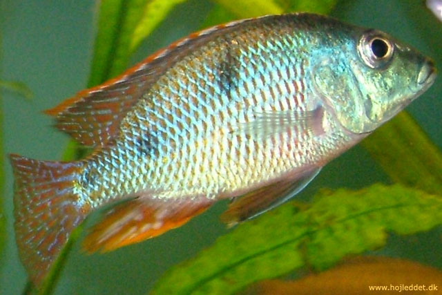 Tramitichromis intermedius