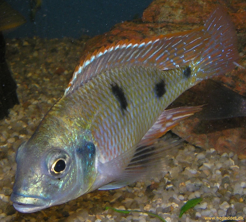 Tramitichromis intermedius, male - photographed June 21, 2004.