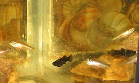 Mit første billede af Champsochromis-ynglen 14. december 2003. Mit kamera er ikke supergodt til de mindste fisk.
