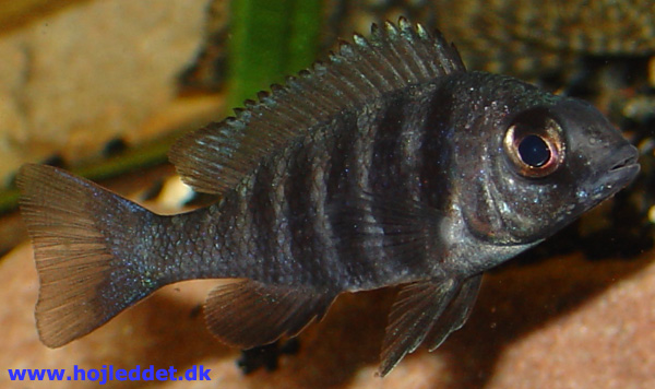 Placidochromis phenochilus Lupingu Blue Saphire