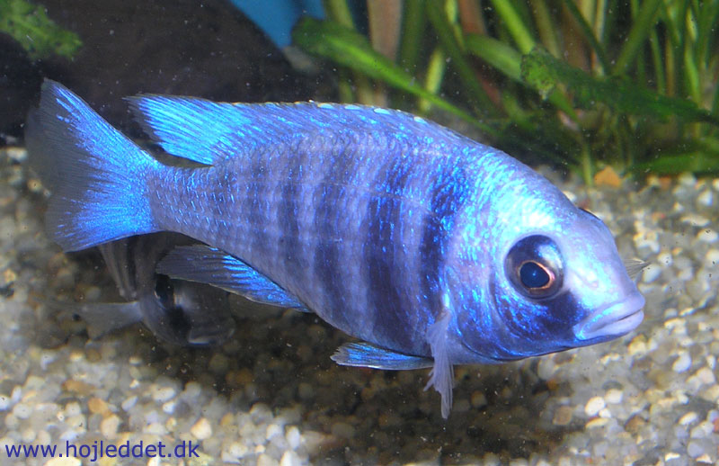 My Placidochromis sp. "phenochilus tanzania" has grown a bit - here is a picture from July 17th 2004.
