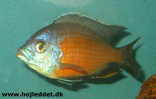 The Borleyi is a rewarding subject for photography as it often displays itself.