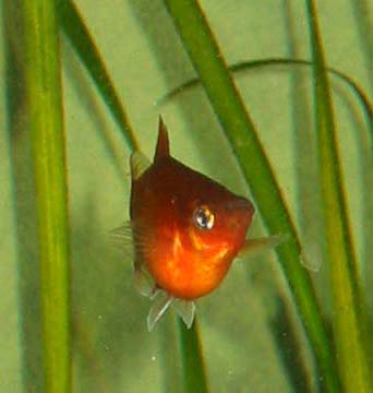 Platy
