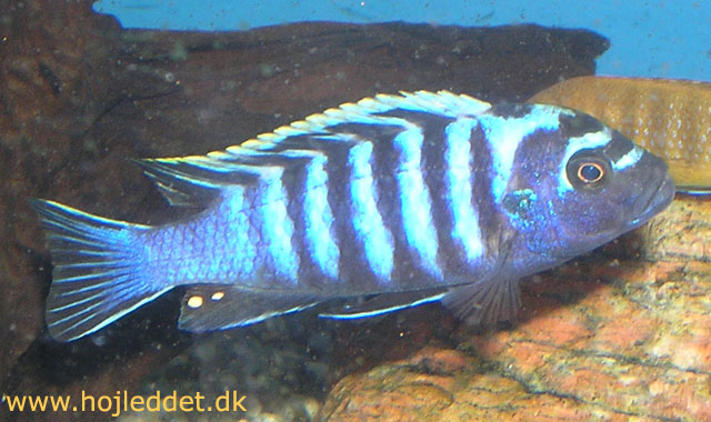 Min afra-han har tilkæmpet sig en hule under en sten.
