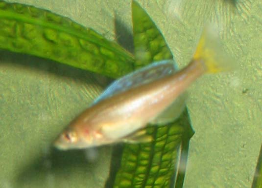 The male can be identified by the developing coloration of the fins.