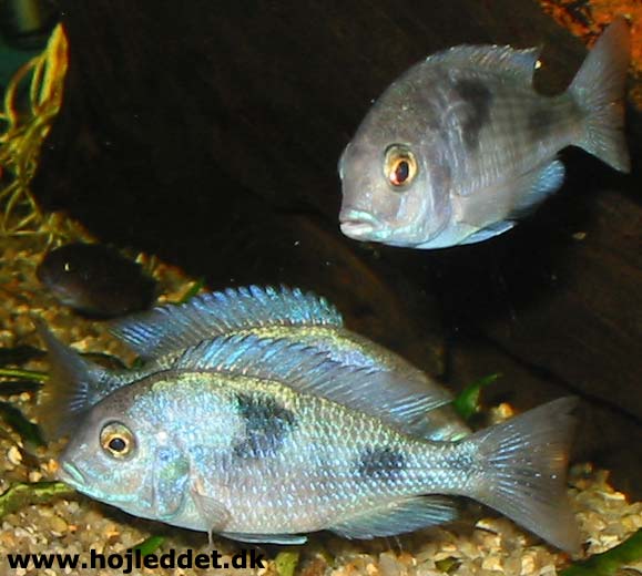 Cyrtocara moorii (Blue Dolphin)