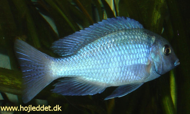 A photo of one of my new dolphins.