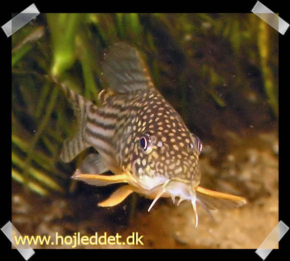 Close-up of one of my Corydoras sterbai.
