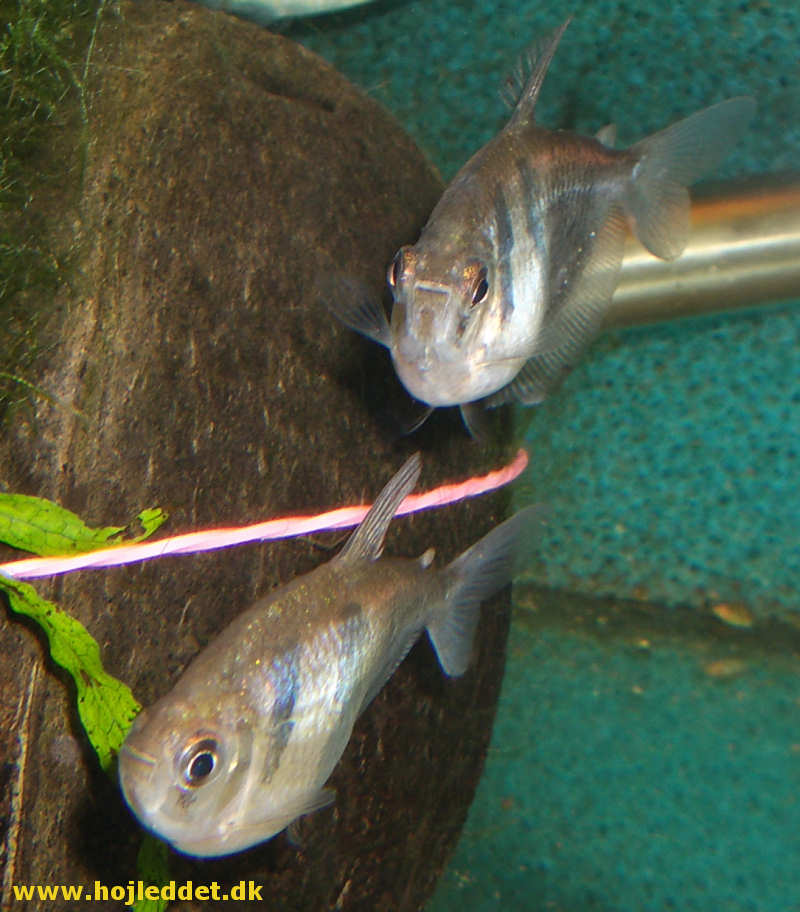 En Sort tetra han forneden og en hun for oven.