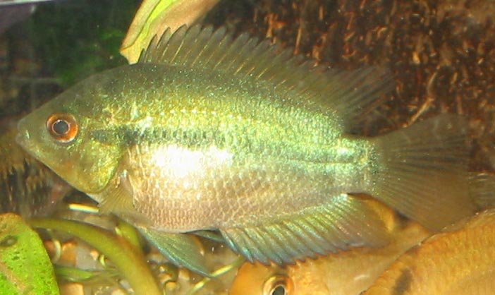 Rainbow cichlid
