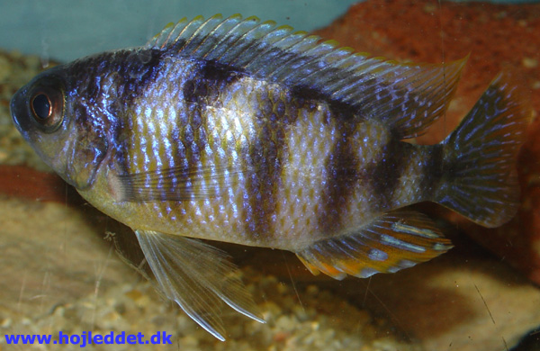 Protomelas sp. "steveni taiwan"