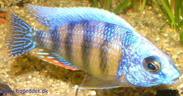 My Steveni male showing his full, vibrant colors.