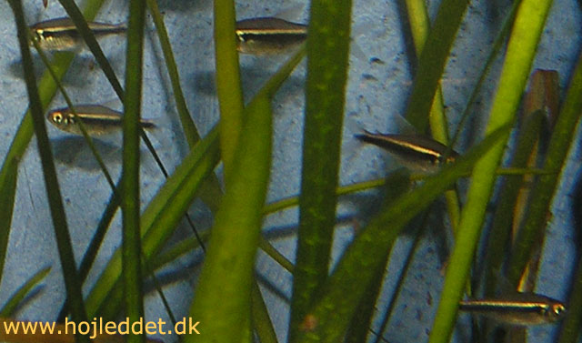 En lille stime sort neon mens de venter på at komme til deres nye hjem.