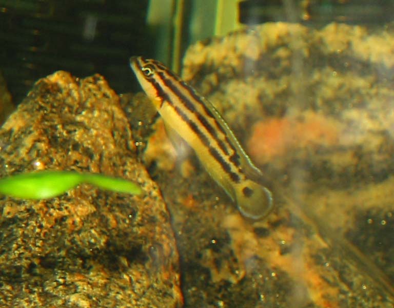 Denne *ornatus* har udvalgt sig dette stensæt som sit territorium.