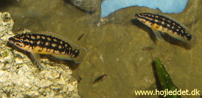 Voksne og unger fra flere kuld lever sammen uden problemer.