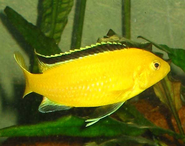 Labidochromis caeruleus