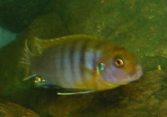 Two males that were often fighting each other.