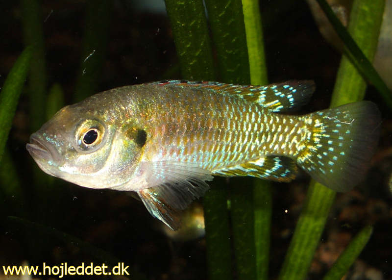 Pseudocrenilabrus multicolor (Egyptian Mouthbrooder)