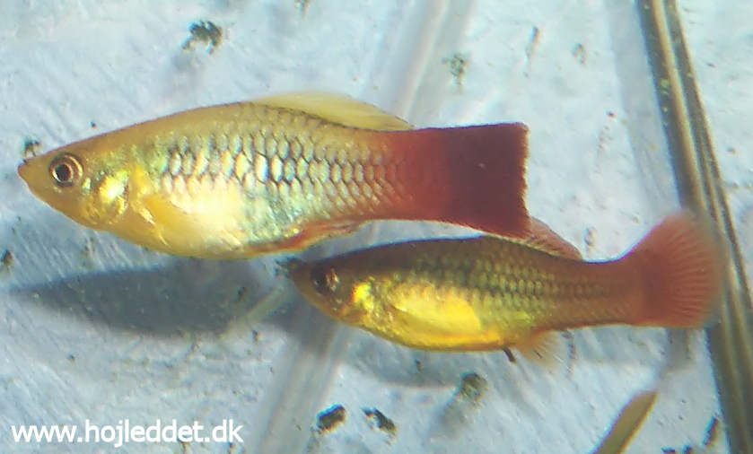 Indianer platy