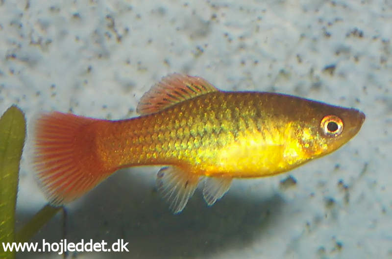 Min indkøbte indianerplatyhun, taget med mit Optio 5Si.
