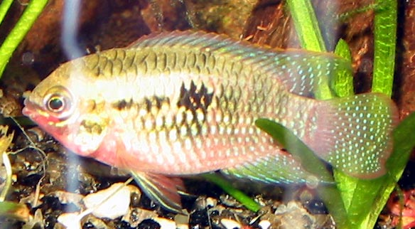 Rødbrystet cichlide