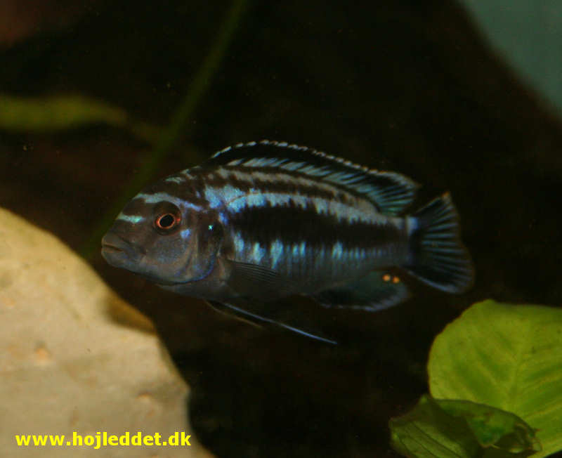 A close-up of my largest male taken with my Canon EOS 350D.
