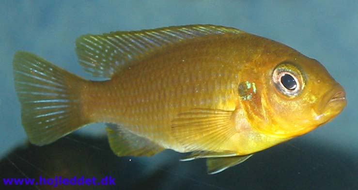 Mine barlowi'er er kun omkring 4 cm, så de har et stykke vej endnu.
