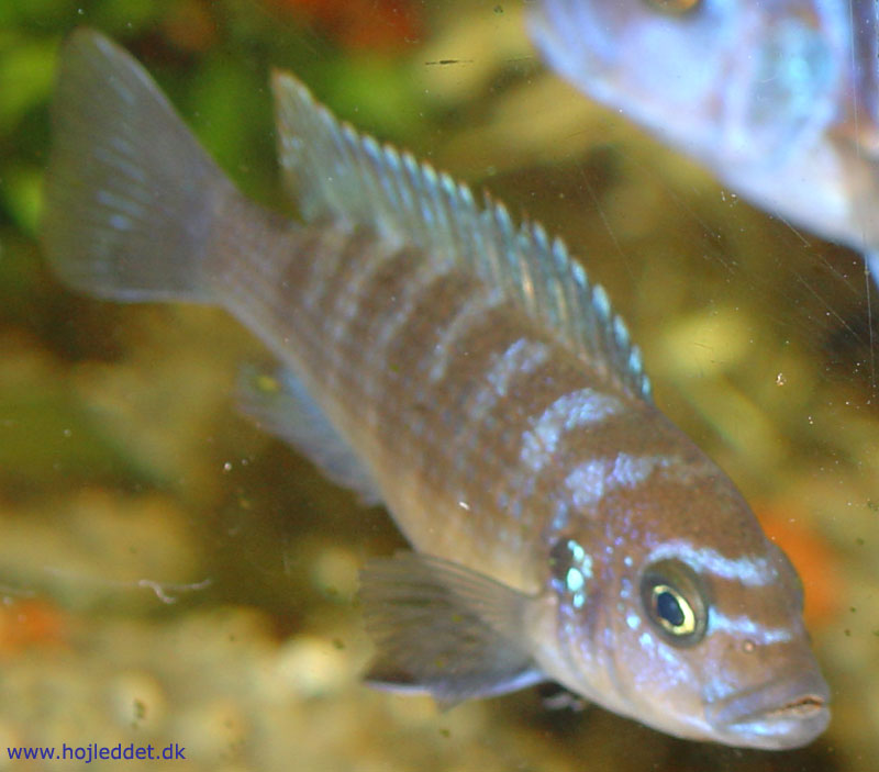 Hunnens farvepragt svinger meget efter hendes humør – her i kraftige farver.