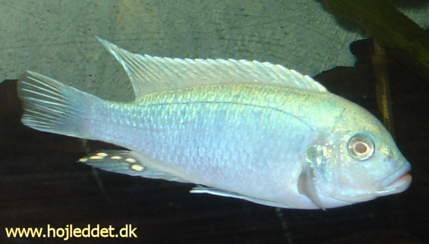 Hannen er nu fuldt udfarvet og kan kendes på den flotte klare lyseblå farve.
