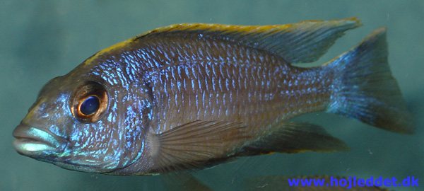 Otopharynx lithobates