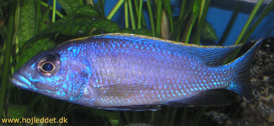 My latest photo of my lithobates, taken July 19, 2004.