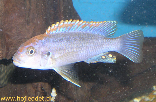 Pseudotropheus sp. "perspicax orange cap"