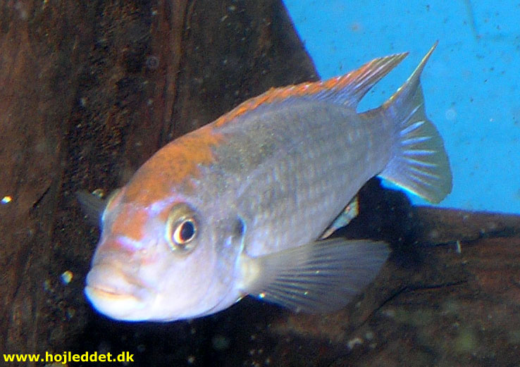 Close-up of the male in the aquarium.
