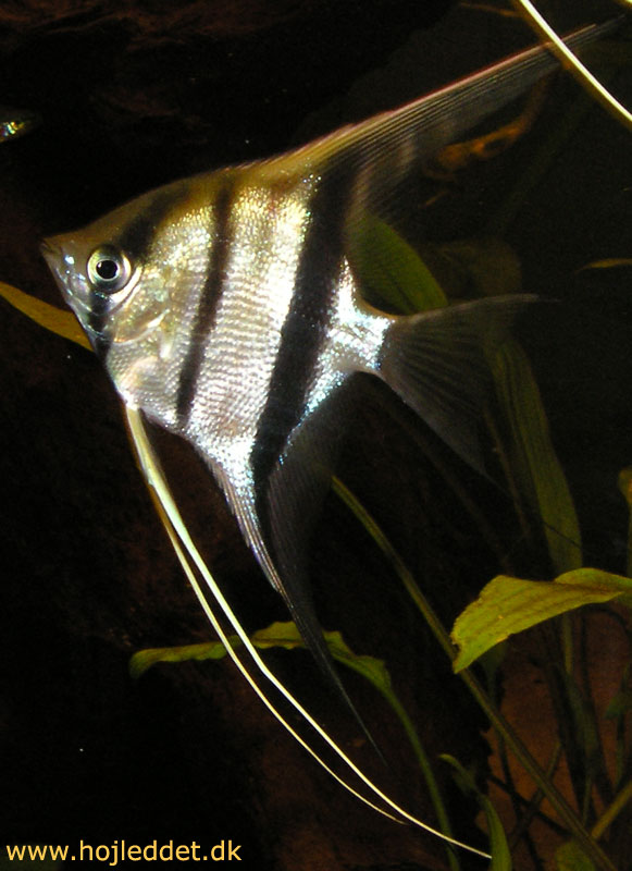 Pterophyllum scalare Rio Manacapuru (Red back, Red shoulder)