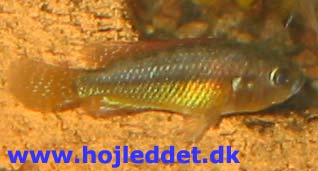 En ung han fra det andet kuld, der er ved at udfarve.