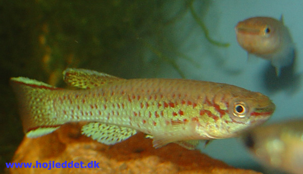 Blue lyretail, Steel-Blue Killifish