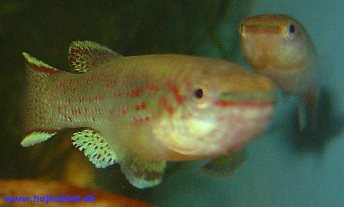 A pair of the "Akure" strain among the aquarium plants.