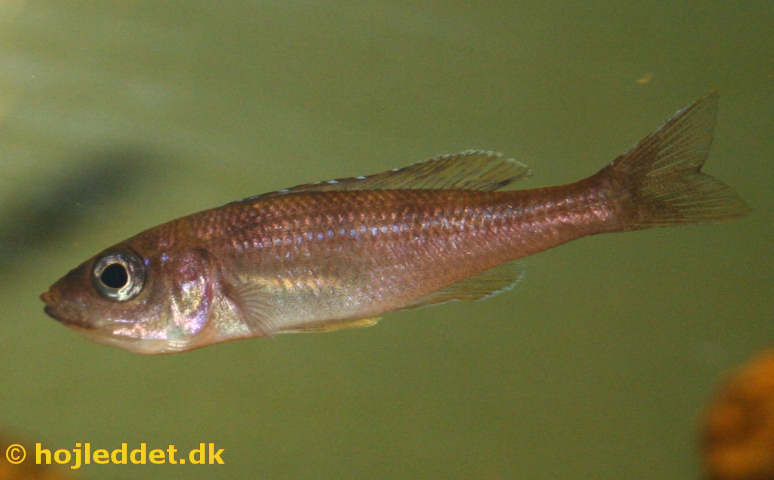 Her ses en hun med æg i munden.