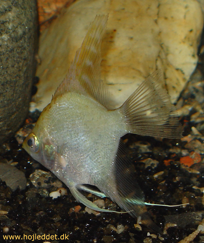 Aquarium Photography