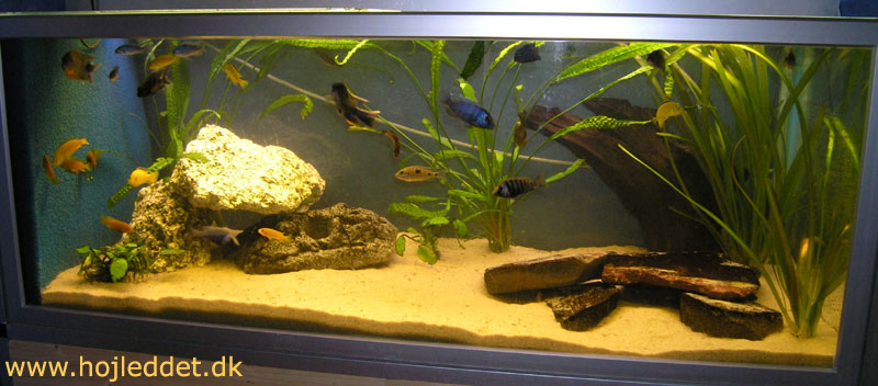 325 liter aquarium (bottom)