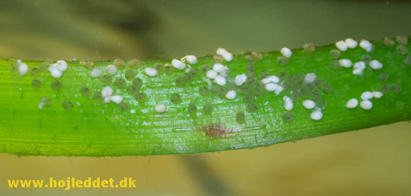 The image was taken at 9:30 PM on December 15th.