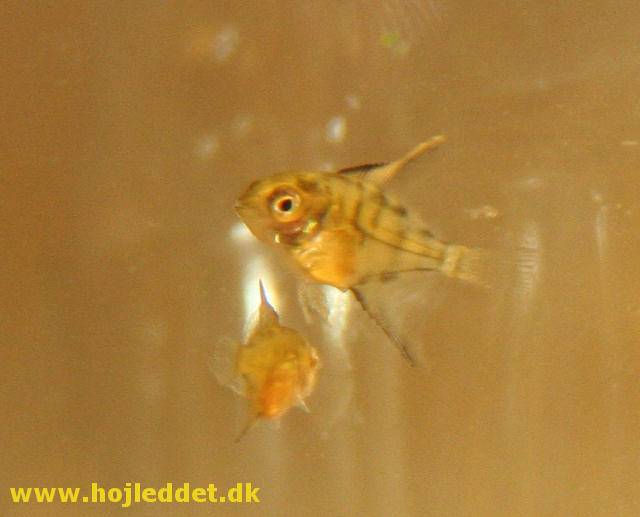 34-day-old Red back angelfish fry - A real mini-angelfish.