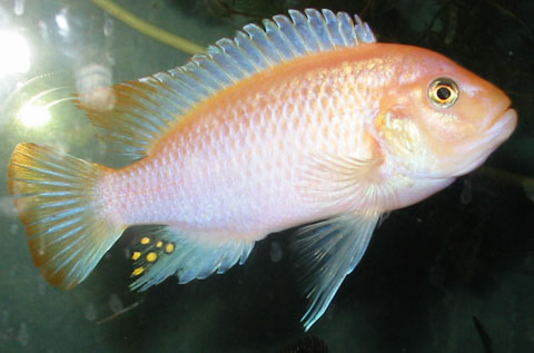 Lime spots on the glass