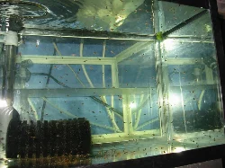 Jeg havde stort set kun lige fået fyldt akvariet, inden det skulle bruges til klækning af æg. Her ses de små scalarer få dage efter de blev fritsvømmende.
