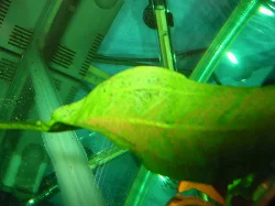 Akvariet blev indkøbt til et formål og det ses her, omend billedet er lidt uskarpt.
