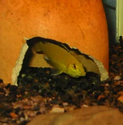 The female has been placed in a smaller "spitting" aquarium, where she can have peace while the fry grow in her mouth and where the fry are not eaten as soon as they are released.
