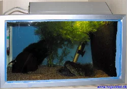 When I took the 20-liter aquariums down from the top of the shelf, I had to find other places to put them.
